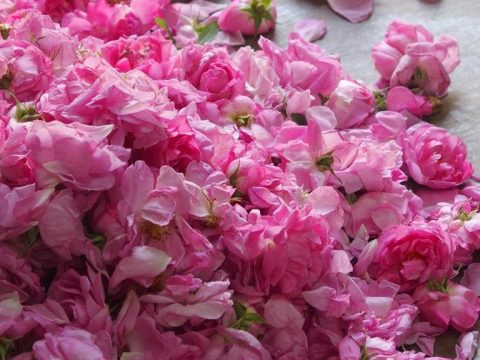 🇲🇦-Festival des Roses du 03 au 06 Mai 2024
