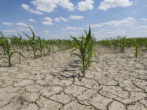 Au Maroc, la rareté de l’eau menace de grandes zones agricoles — La Libre Afrique
