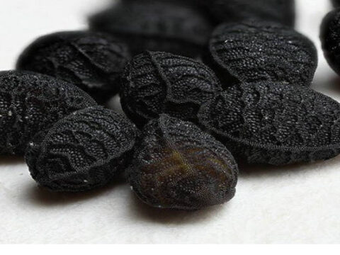 Graines de nigelle : Cet ancien remède tue plusieurs types de cancer, y compris du sein, du poumon et de la prostate et protège le foie en cas de traitement….