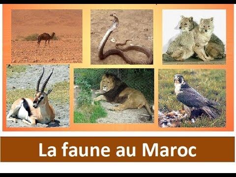 Maroc – Vie sauvage:pour la protéger, il faut la connaître…