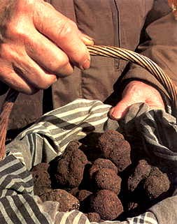 Tout savoir sur les Terfess ou truffes du Maroc : la culture, la récolte, son utilisation culinaire et médicinale
