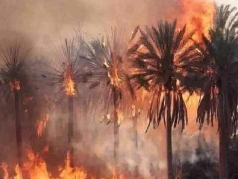 Maroc-Zagora-Le feu dévore près de 15 hectares de palmiers dans une oasis