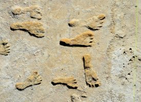 🇲🇦-Rabat: découverte d’outils de couture en os, vieux de 120.000 ans