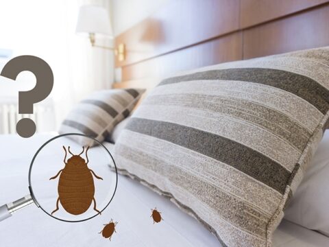 Solution écologique et économique pour les punaises de lit