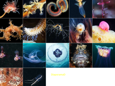 Sciences – Diaporama | Les sublimes animaux marins du Grand Nord