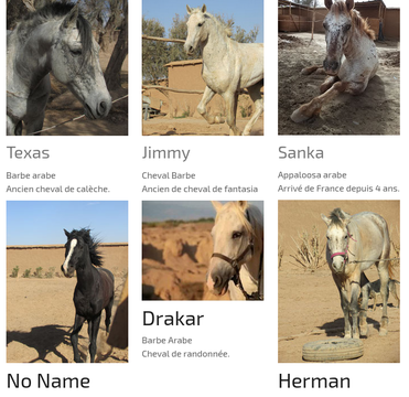 🇲🇦 Taroudant : Des balades avec des chevaux rescapés à la Ferme équestre de la Roseraie