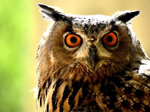 🇧🇪-🇪🇺-Le plus grand hibou d’Europe ou » grand-duc » aperçu à Leuven ( Louvain)