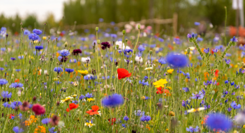 🇧🇪-« En mai, tonte à l’arrêt » : Votre jardin au service de la biodiversité