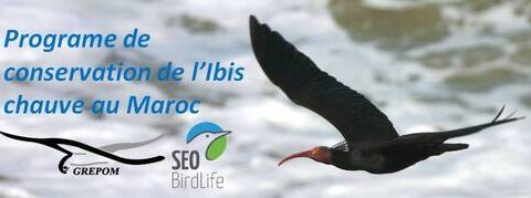 🇲🇦- Souss-Massa : le Parc national, ultime royaume de l’ibis chauve et d’autres espèces menacées