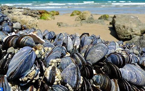 🇲🇦-Alerte Agadir: Interdiction de récolte et de commercialisation des coquillages d’Imiouadar