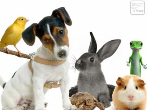 🇧🇪-Animaux de compagnie: ce qui change en Wallonie dès le premier juillet