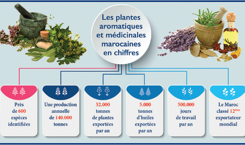 🇲🇦-Plantes médicinales : Le Maroc, exportateur chevronné des remèdes d’antan