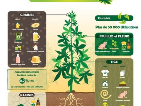 🇲🇦-Le chanvre, une opportunité pour le Maroc et son industrie… notamment textile..