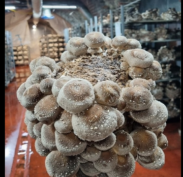 🇧🇪-Bruxelles : de la bière et du pain pour faire pousser les champignons