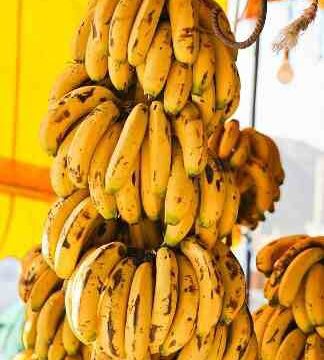 🇲🇦-Agadir : meilleure valorisation et labellisation de la banane locale d’Aourir