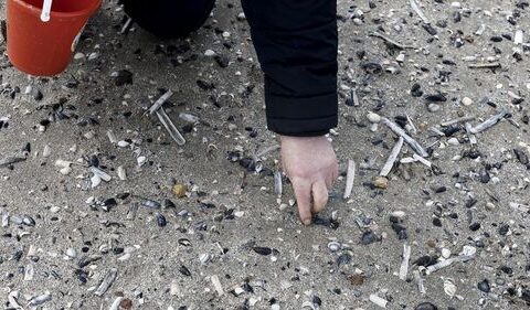 🇧🇪-Update-En mer du Nord, comptage de coquillages pour mesurer la biodiversité