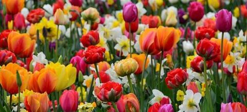 🇧🇪-Bruxelles : Floralia, un million de fleurs à découvrir.