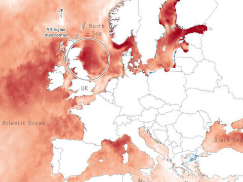 Canicule marine : l’océan en chaleur, la vie sous-marine en péril !