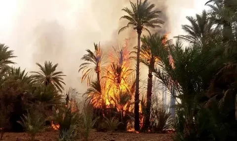 🇲🇦-Tata : Plusieurs hectares de l’oasis d’Addis réduits en cendres