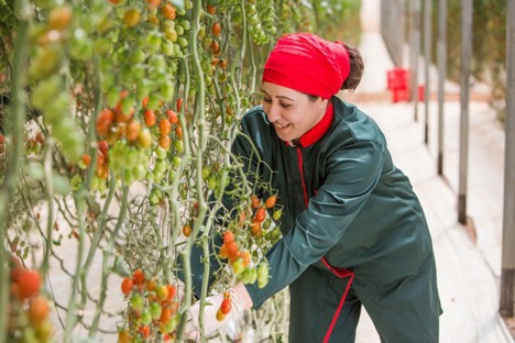 🇲🇦-Marokko stormt wereldtop binnen als tomatenexporteur