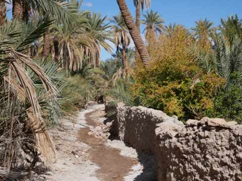 🇲🇦-Tata : Oasis de Tiskmoudine, projet innovant d’hospitalité régénérative