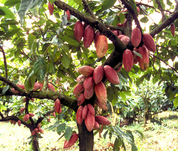 Cacaoyer