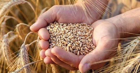 🇲🇦-Importation de blé : dépendance et risque de pénurie !