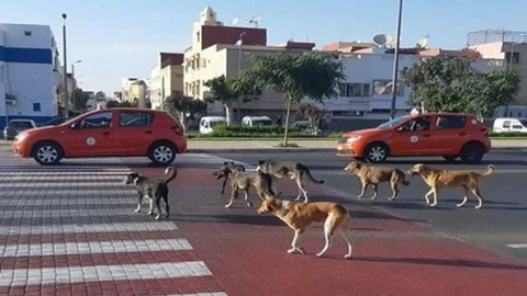 🇲🇦-Chiens errants, rage & santé publique : du fléau mondial aux trottoirs d’Agadir